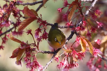 Warbling White-eye Shinjuku Gyoen National Garden Sun, 3/3/2024