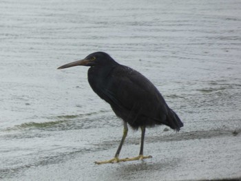 Pacific Reef Heron Yoron Island Mon, 12/10/2018