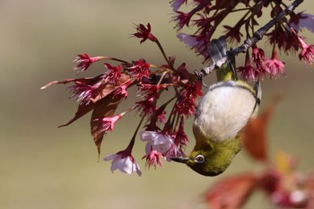 Warbling White-eye Shinjuku Gyoen National Garden Sun, 3/3/2024