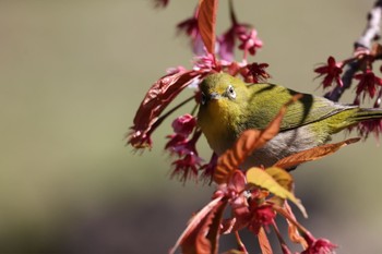 Warbling White-eye Shinjuku Gyoen National Garden Sun, 3/3/2024