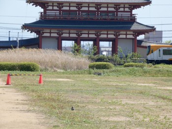 ケリ 平城宮跡 2023年4月22日(土)