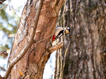 Great Spotted Woodpecker 小山市 Thu, 3/14/2024