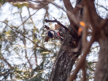 Great Spotted Woodpecker 小山市 Thu, 3/14/2024