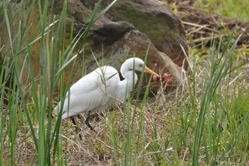 チュウサギ 台中都会公園(台湾) 2024年1月28日(日)