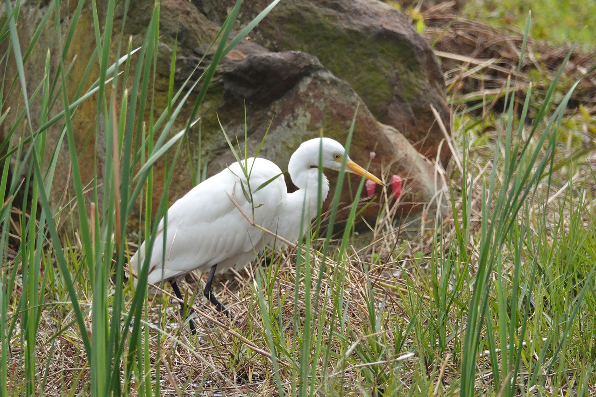 Medium Egret