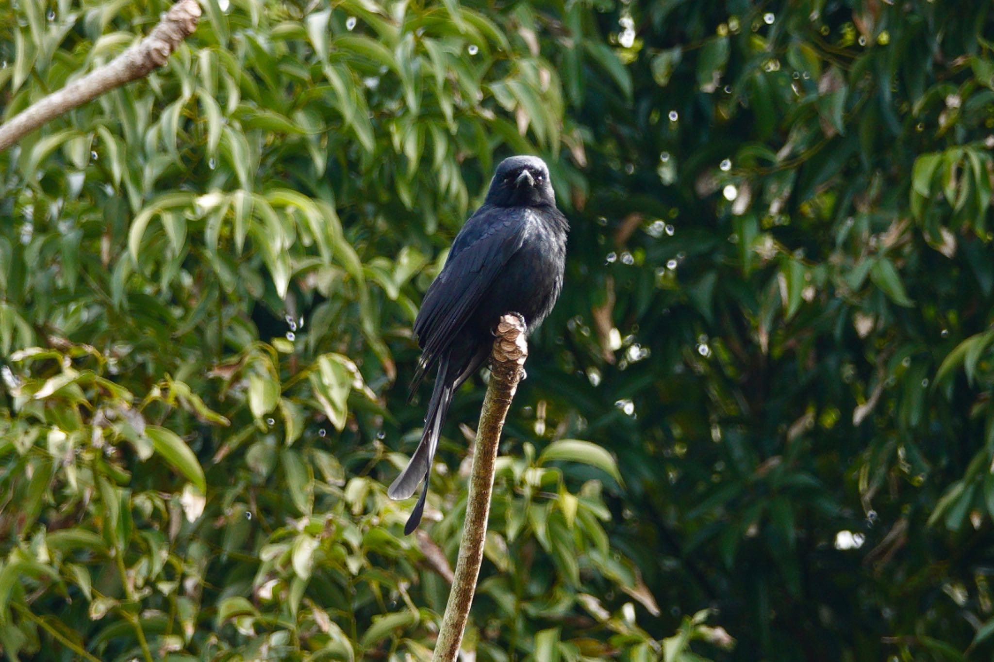 Photo of Black Drongo at 台中都会公園(台湾) by のどか