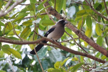 Grey Treepie 台中都会公園(台湾) Sun, 1/28/2024