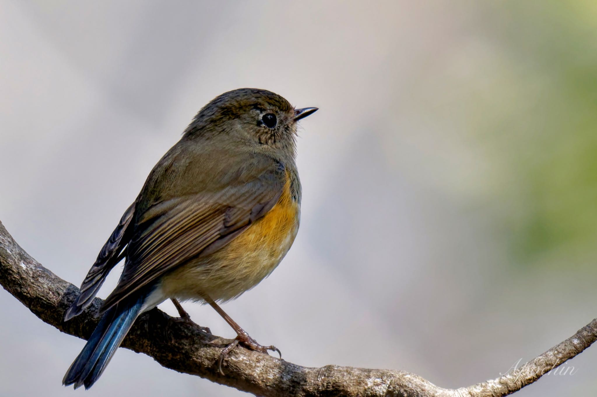 Red-flanked Bluetail