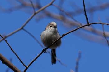 Long-tailed Tit 千葉県 Sat, 2/24/2024