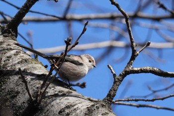 Long-tailed Tit 千葉県 Sat, 2/24/2024