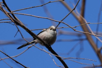 Long-tailed Tit 千葉県 Sat, 2/24/2024