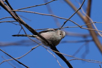 Long-tailed Tit 千葉県 Sat, 2/24/2024