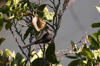 Long-tailed Tit 千葉県 Sat, 2/24/2024