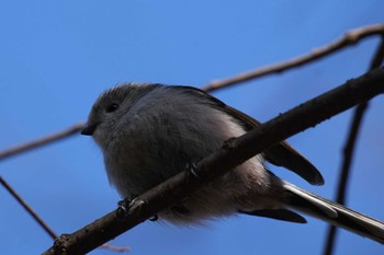 Long-tailed Tit 千葉県 Sat, 2/24/2024