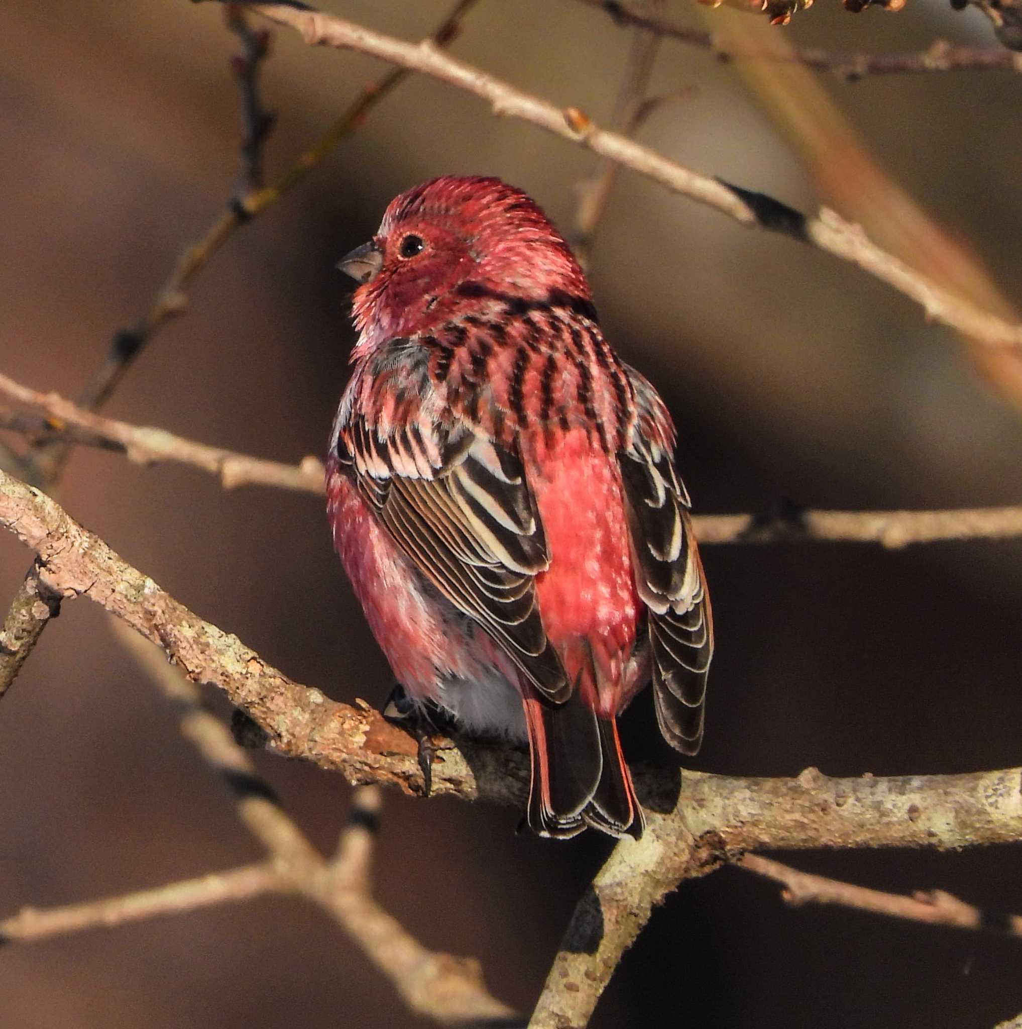 Photo of Pallas's Rosefinch at  by サジタリウスの眼