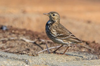 Water Pipit 野村池 Sat, 2/10/2024