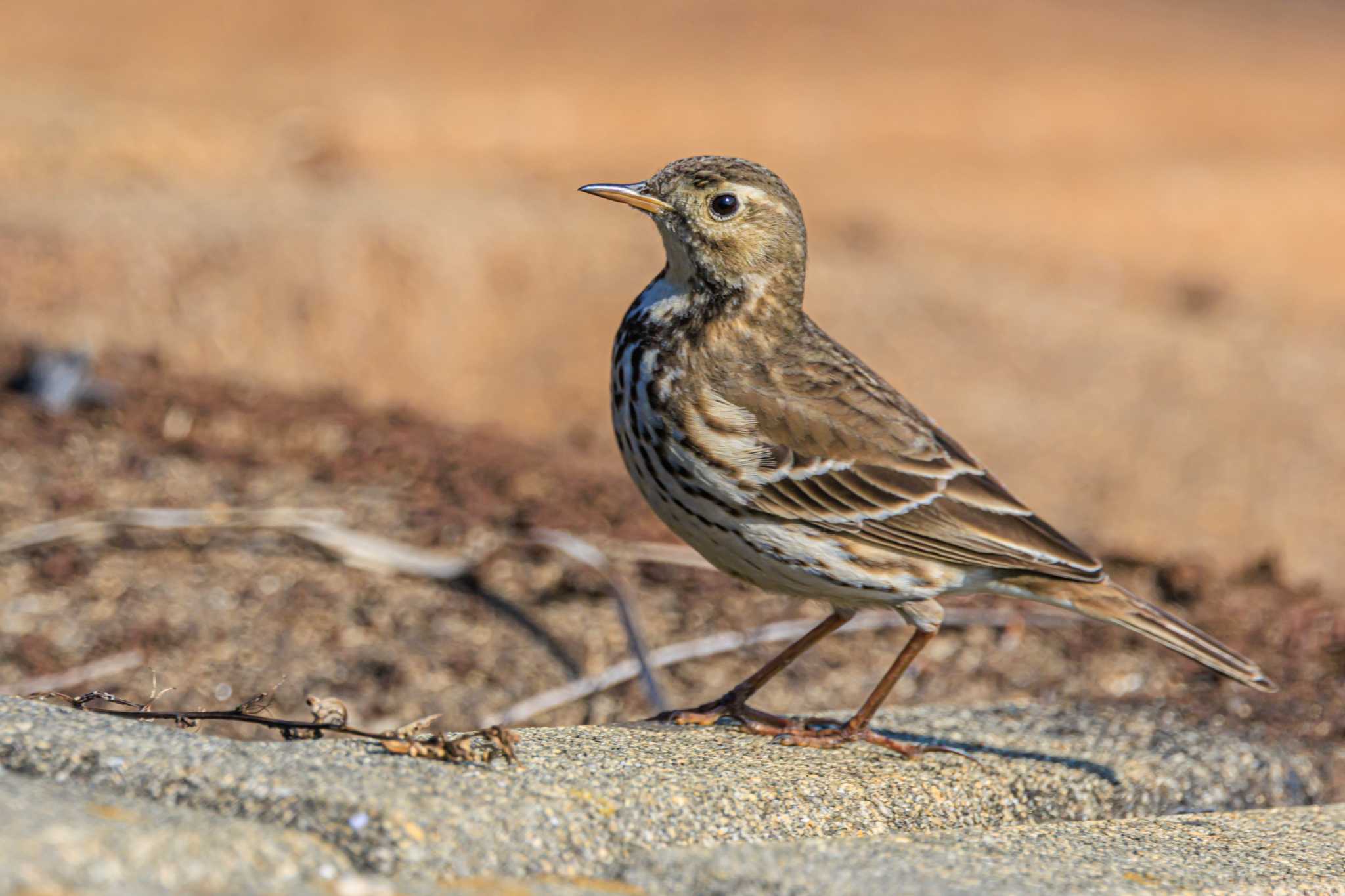 Photo of Water Pipit at 野村池 by ときのたまお