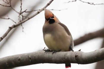 Japanese Waxwing Asaba Biotope Tue, 3/12/2024