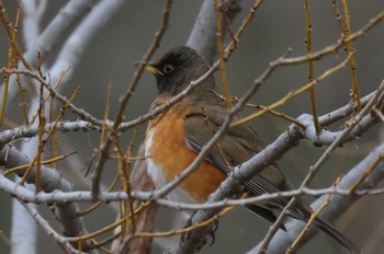 Brown-headed Thrush Asaba Biotope Tue, 3/12/2024