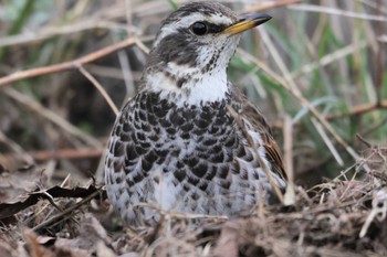 Dusky Thrush Asaba Biotope Tue, 3/12/2024