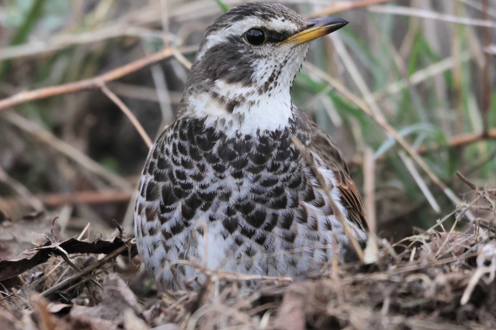 Dusky Thrush