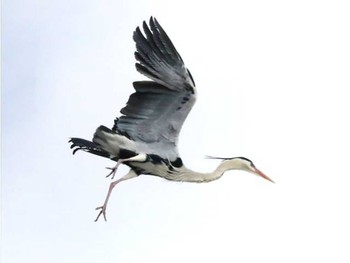 Grey Heron 長都沼(千歳市) Thu, 3/14/2024