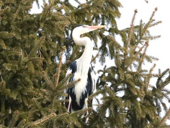 Grey Heron 長都沼(千歳市) Thu, 3/14/2024