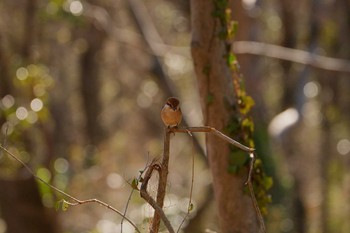 モズ 秋が瀬公園 2024年3月10日(日)