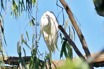 Little Egret ウガンダ Mon, 3/11/2024