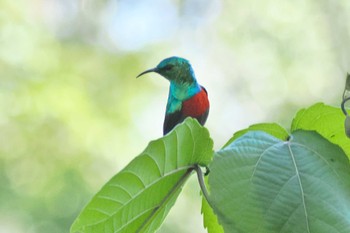 Olive-bellied Sunbird ウガンダ Mon, 3/11/2024