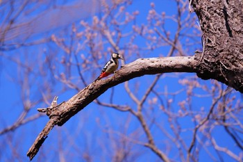 アカゲラ 秋が瀬公園 2024年3月10日(日)