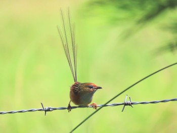 Southern Emu-wren Central Coast Wetlands Pioneer Dairy(NSW) Wed, 3/13/2024