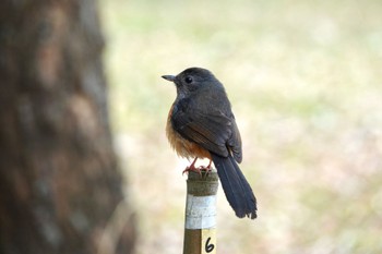 White-rumped Shama 台中都会公園(台湾) Sun, 1/28/2024