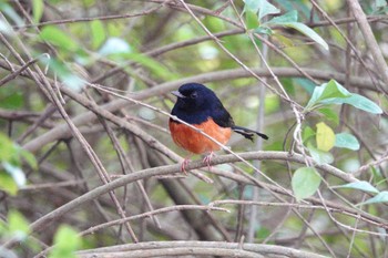 White-rumped Shama 台中都会公園(台湾) Sun, 1/28/2024