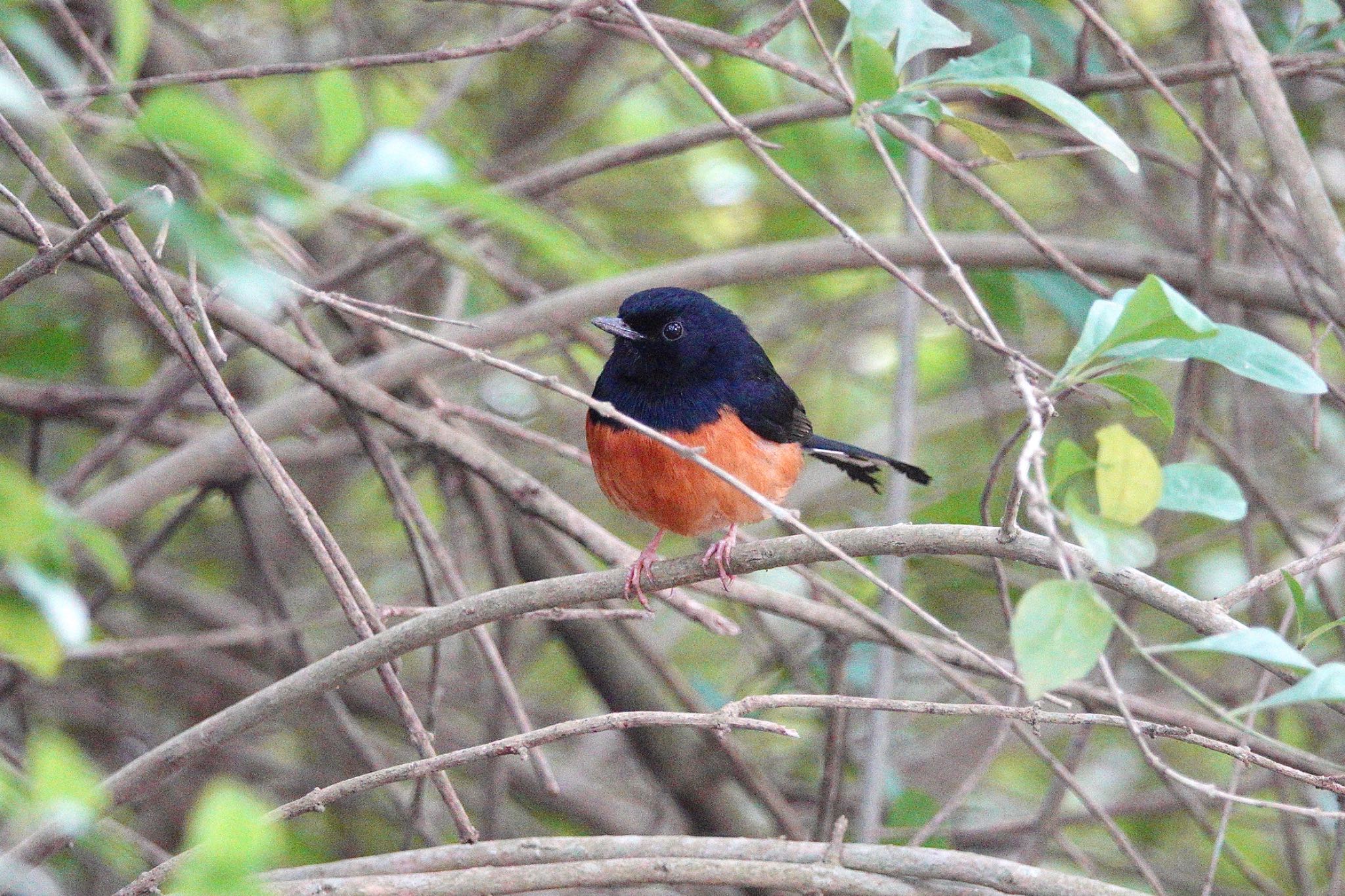 アカハラシキチョウ