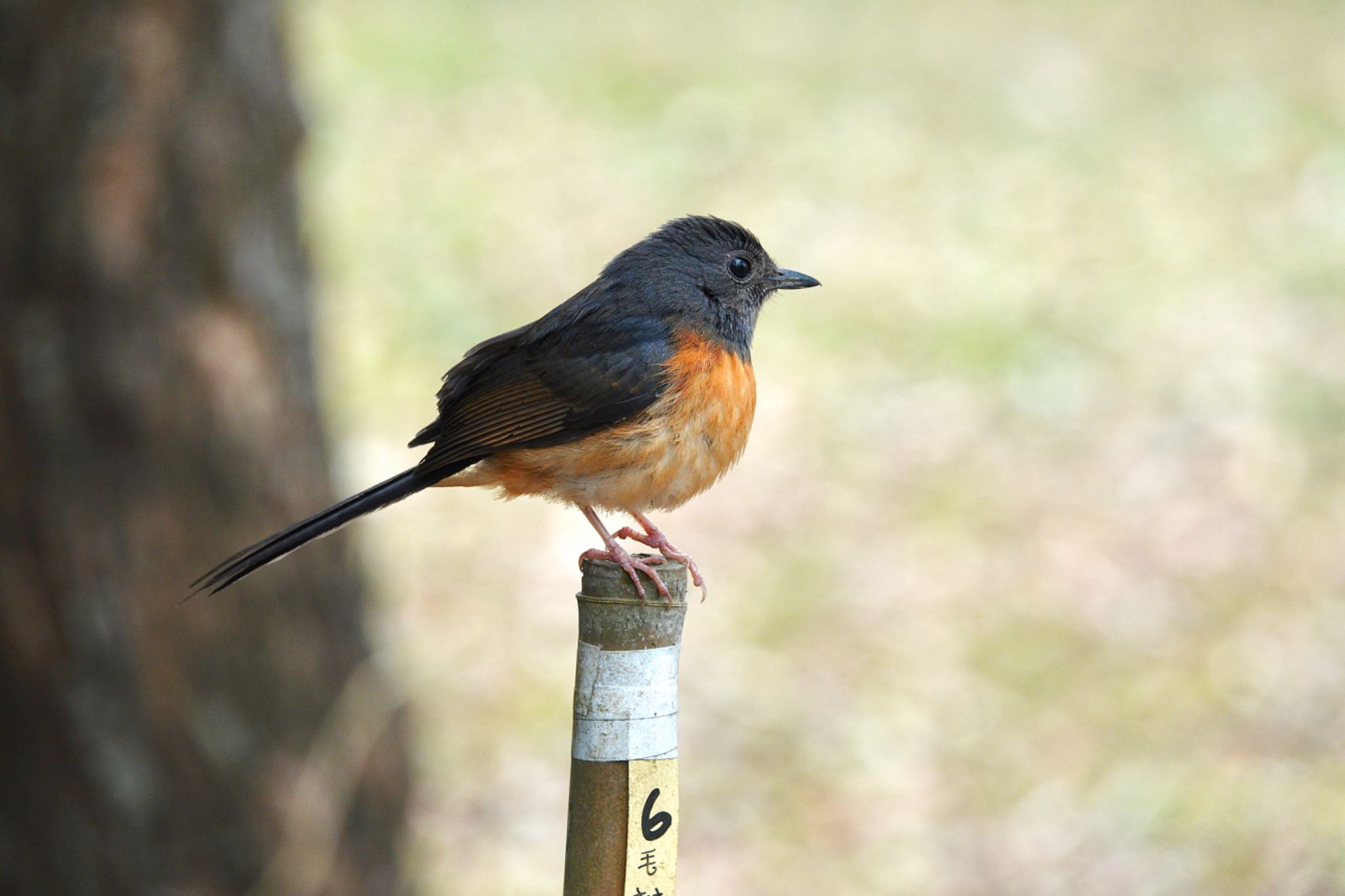 アカハラシキチョウ