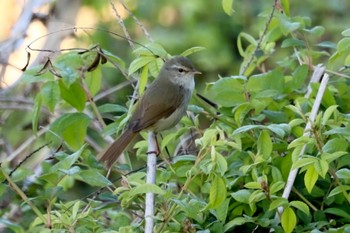 Japanese Bush Warbler 鹿児島県姶良市 Sun, 3/10/2024