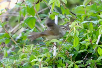 Japanese Bush Warbler 鹿児島県姶良市 Sun, 3/10/2024