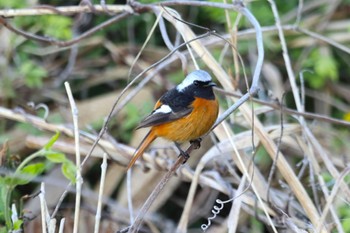 Daurian Redstart 鹿児島県姶良市加治木町 Sun, 3/10/2024