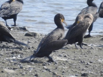 カワウ 東京港野鳥公園 2017年10月12日(木)