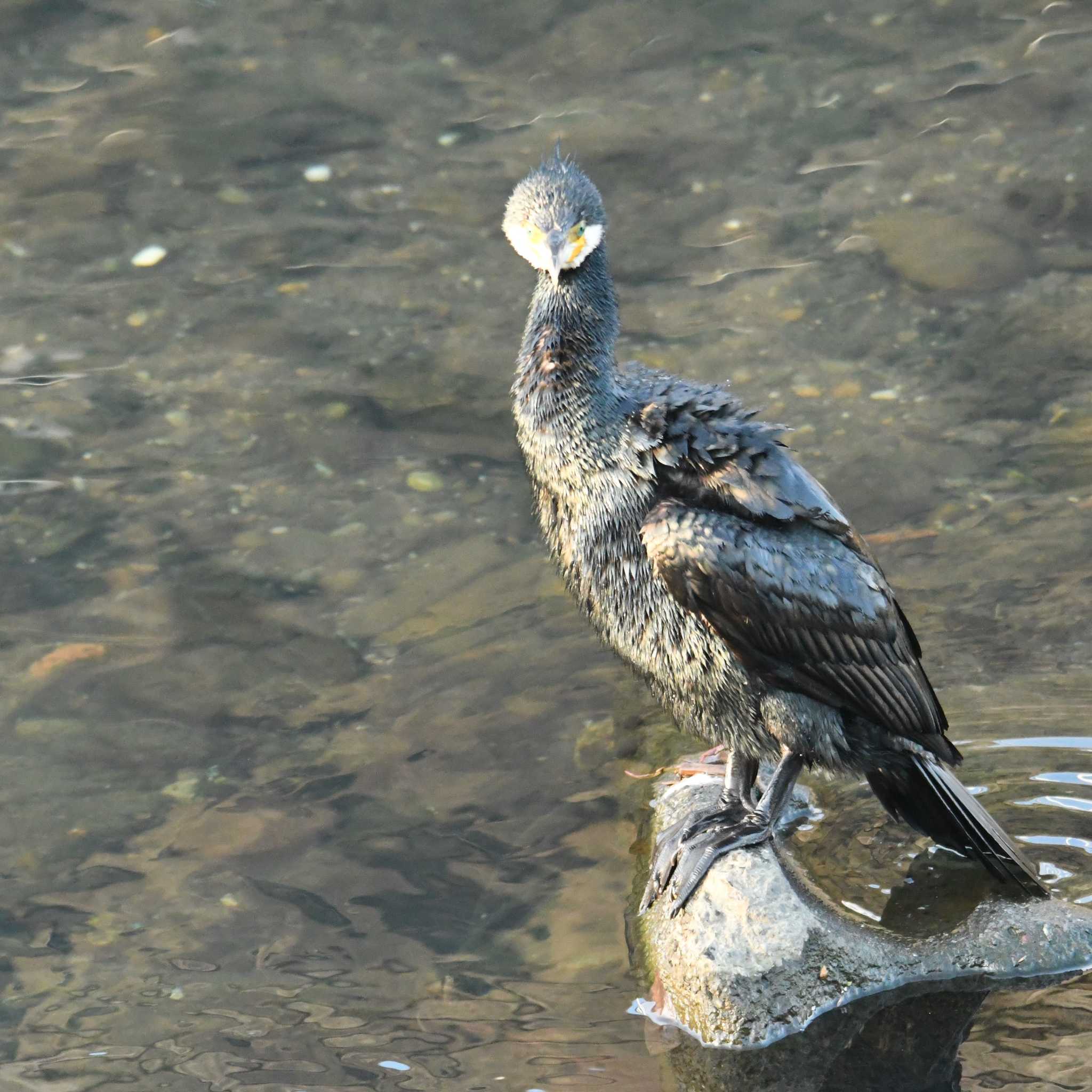 平戸永谷川(横浜市) カワウの写真 by エスパシオ