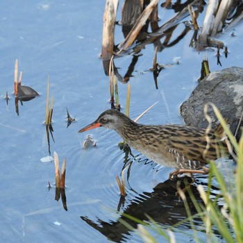 Brown-cheeked Rail 平戸永谷川(横浜市) Fri, 3/15/2024