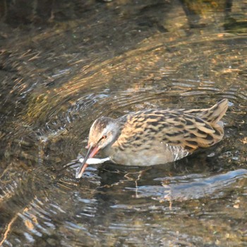 Brown-cheeked Rail 平戸永谷川(横浜市) Fri, 3/15/2024