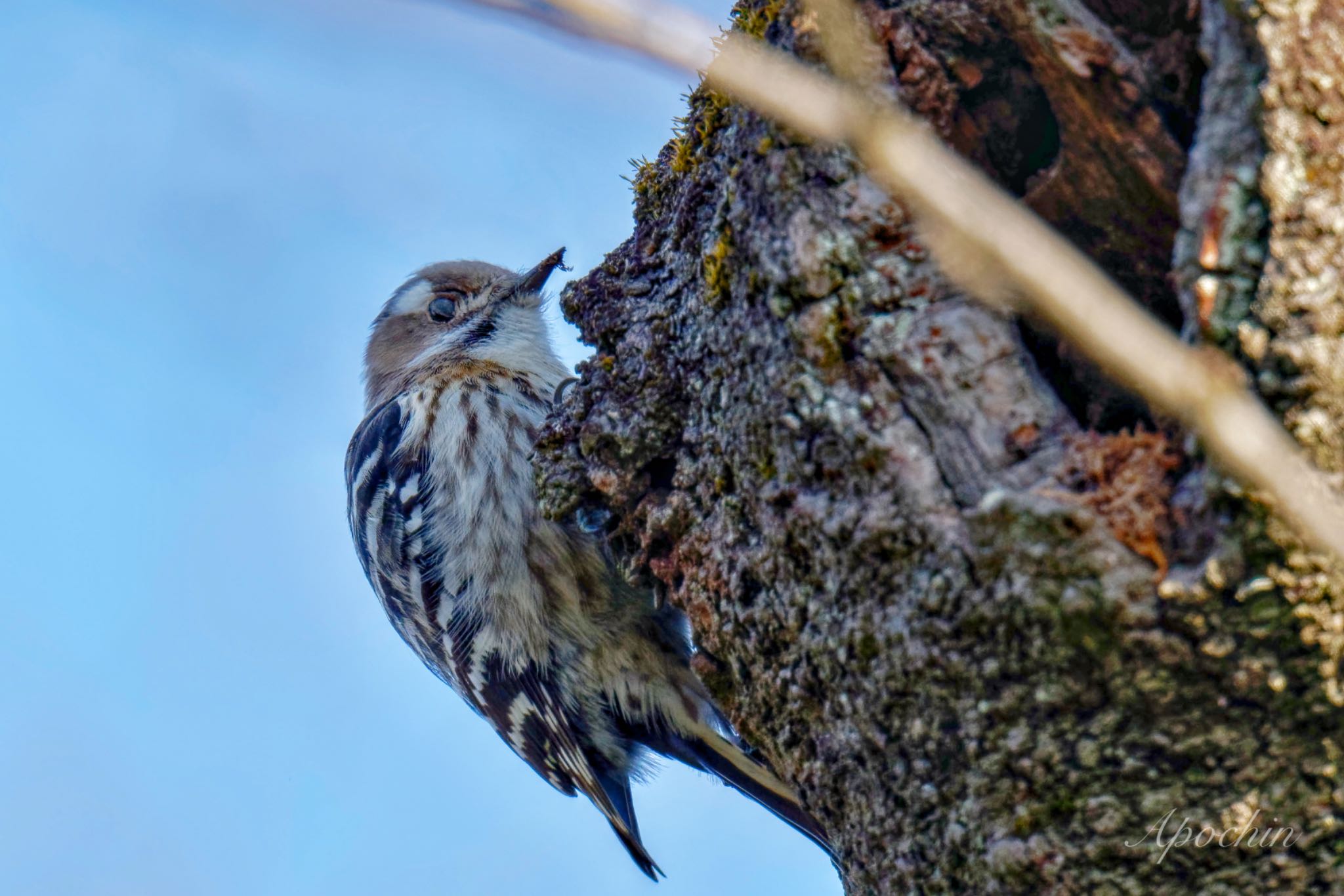 Japanese Pygmy Woodpecker