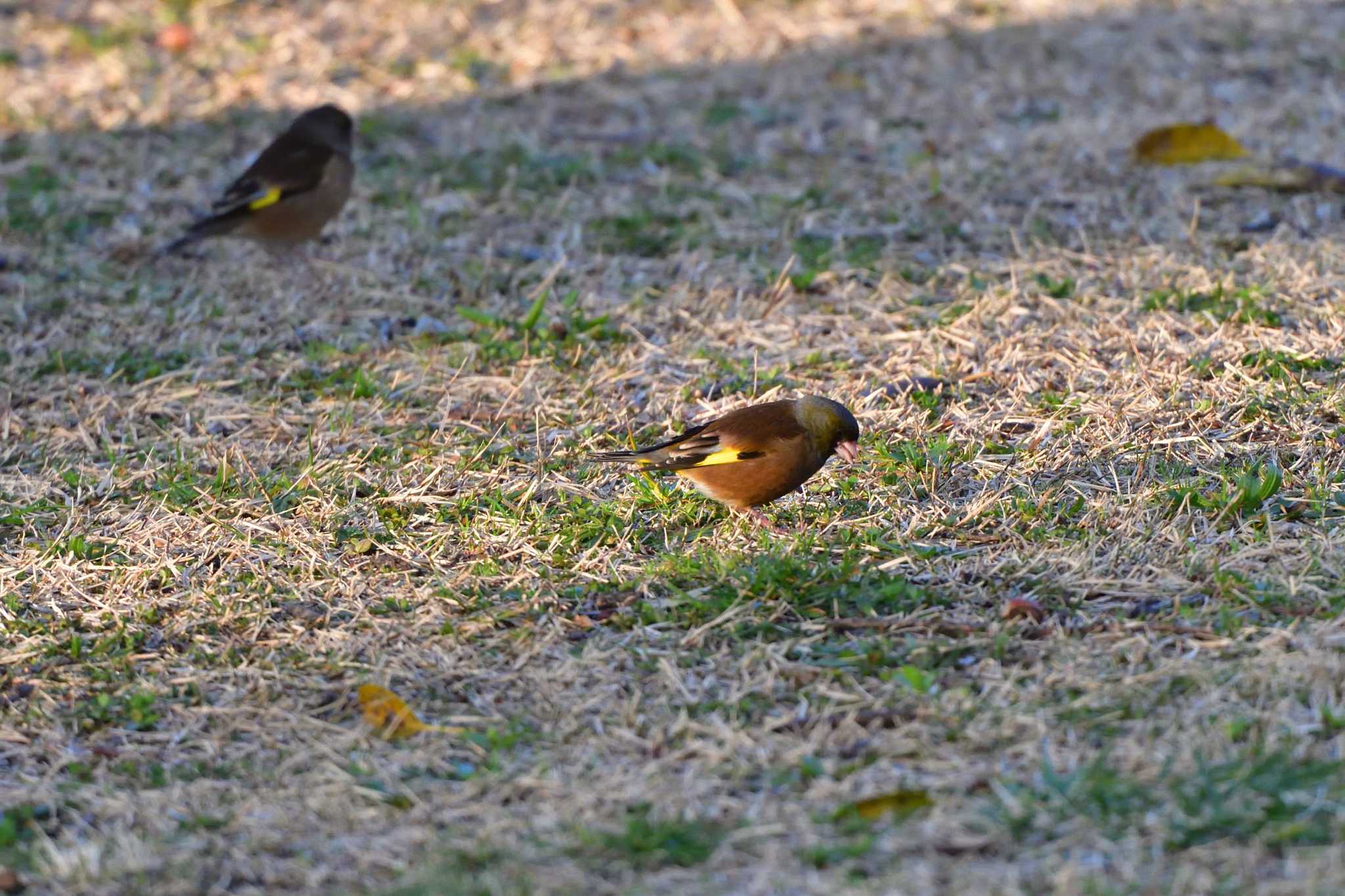 長浜公園 カワラヒワの写真 by やなさん