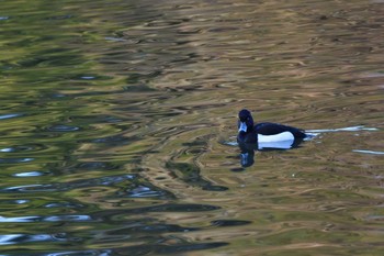 キンクロハジロ 長浜公園 2024年3月13日(水)