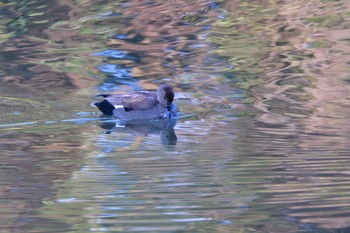 オカヨシガモ 長浜公園 2024年3月13日(水)