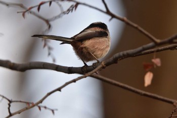 2024年3月13日(水) 長浜公園の野鳥観察記録