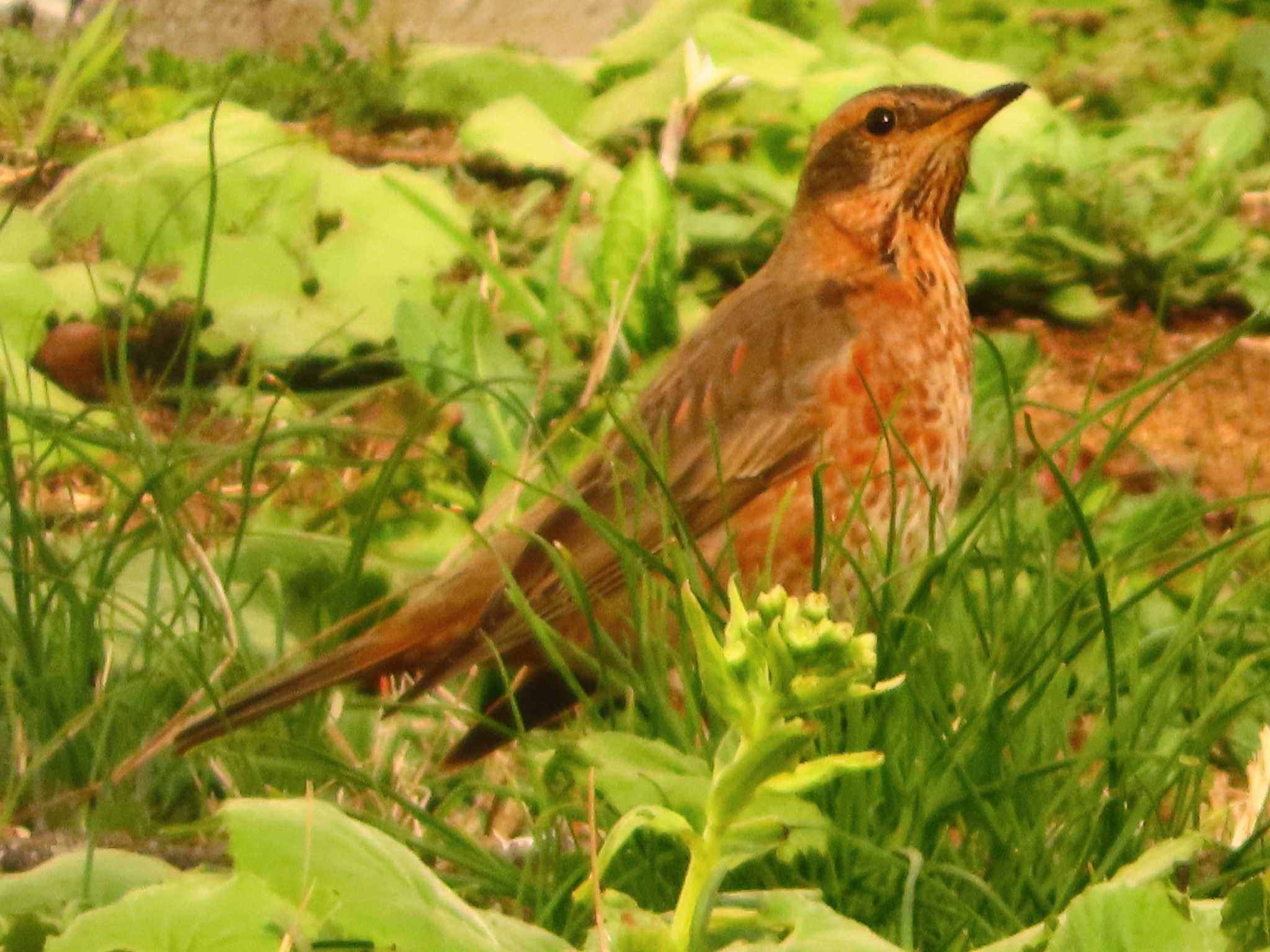 Naumann's Thrush