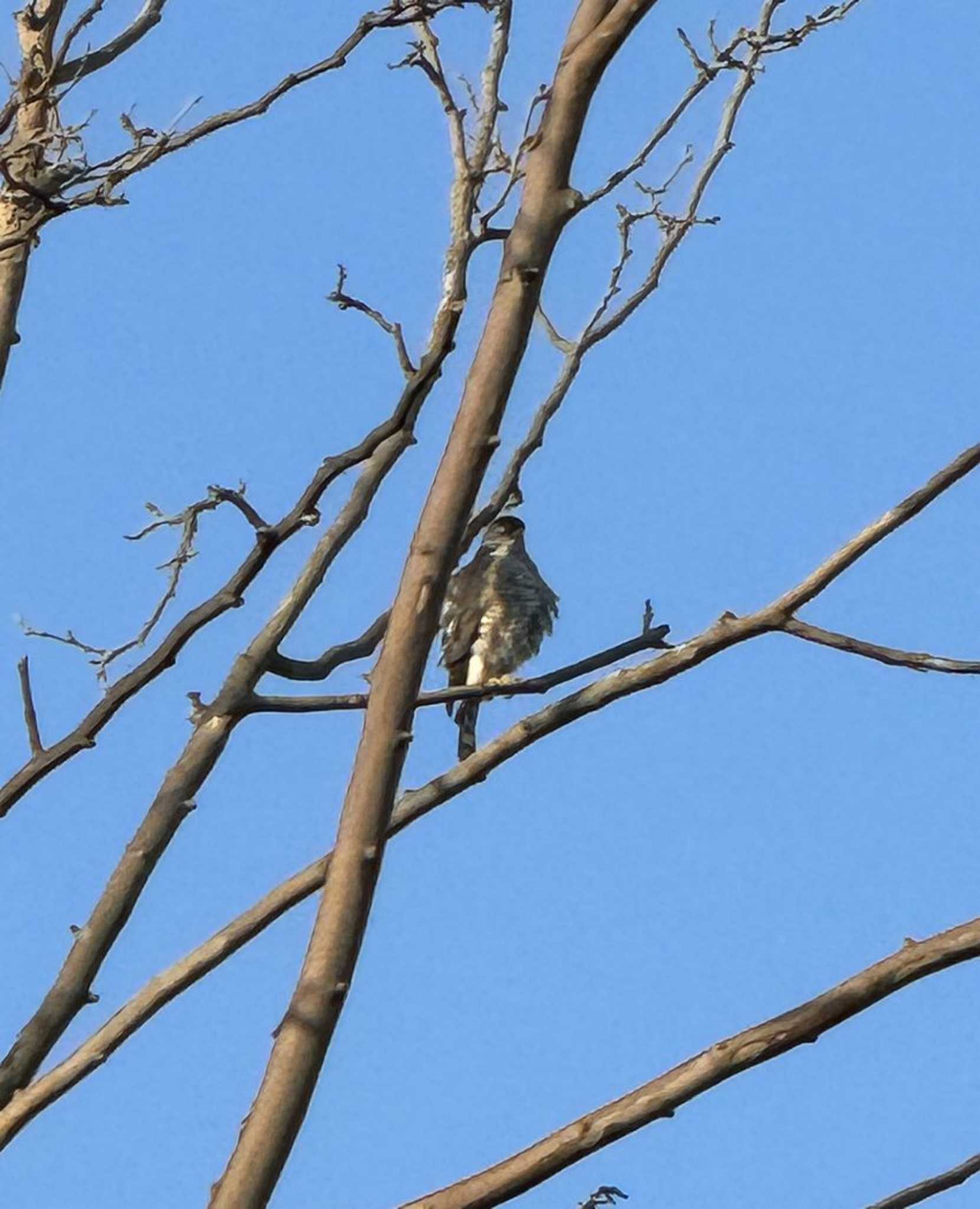 Japanese Sparrowhawk